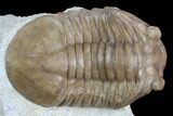 Asaphus Plautini Trilobite With Exposed Hypostome - Russia #125696-1
